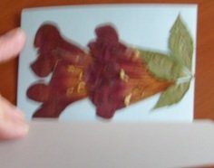 čestitka br 2 otvorena.jpg, 42 KB