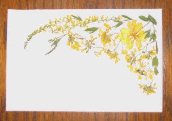 žuti cvetici.jpg, 22 KB