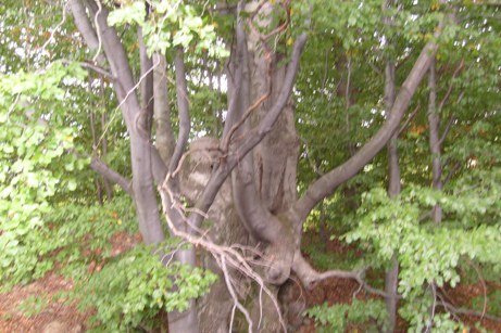 16938-Drvo.JPG, 84 KB