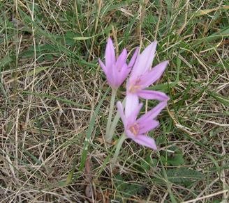 Kacun u septembru.JPG, 65 KB