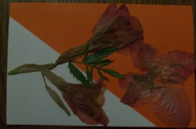 cestitka br 3 narandz. sa gladiolom.JPG, 56 KB