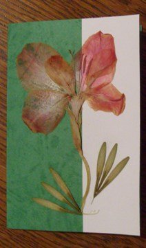 zelena cestitka.JPG, 49 KB